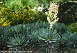 Yucca aloifolia