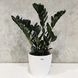 Zamioculcas Black Knight (Zamioculcas Plant)