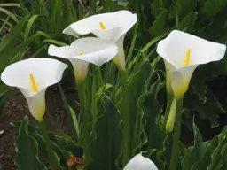 Zantedeschia aethiopica