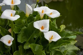 Zantedeschia aethiopica (Arum Lily)