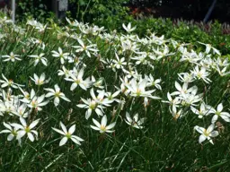 Zephyranthes candida (White Rain Lily)