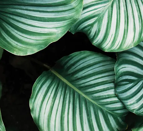 Large lush dark green leaves.