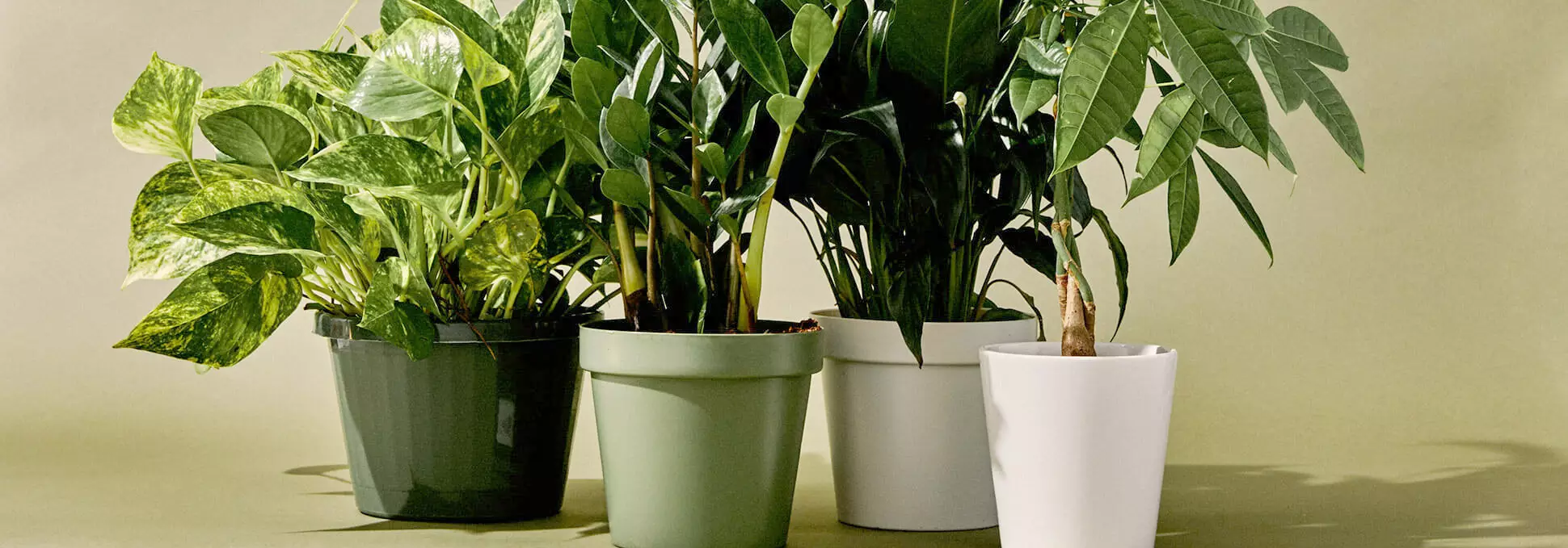 Lush potted gift plants.