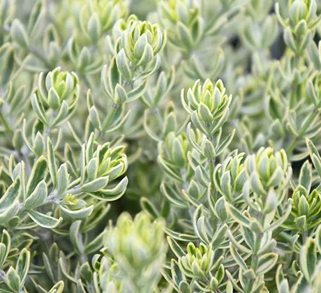 Close up of soft shrub leaves.