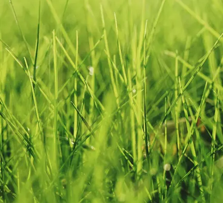 Blades of grass close-up.