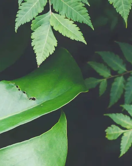 Large native NZ leaves.