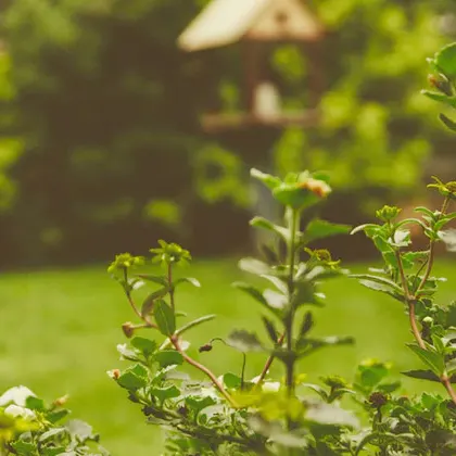 Close up of lush leaves and flowers on soft branches.