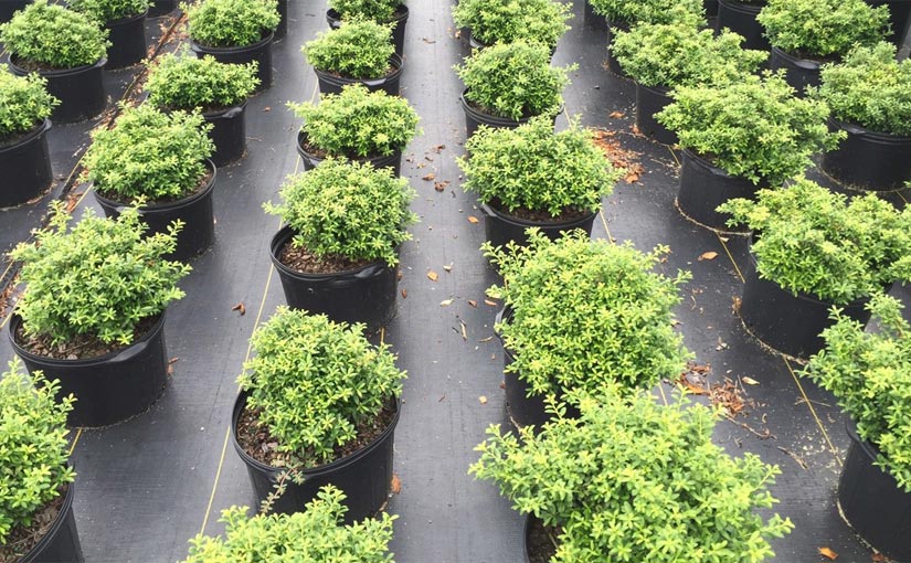 Rows of potted plants in the nursery