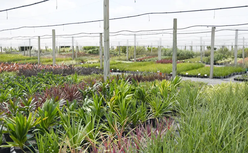 Rows of potted plants in the nursery.